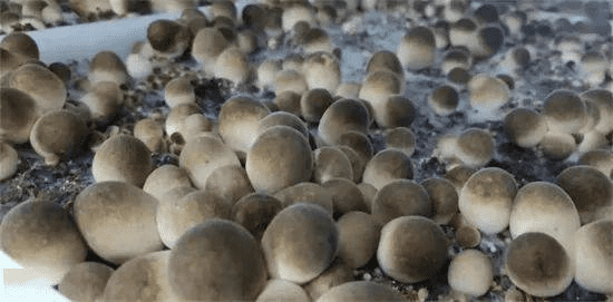 食用菌發酵消泡劑應用場景圖