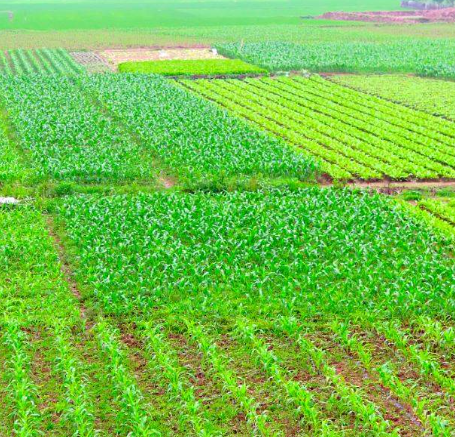 農(nóng)用消泡劑應(yīng)用場(chǎng)景圖